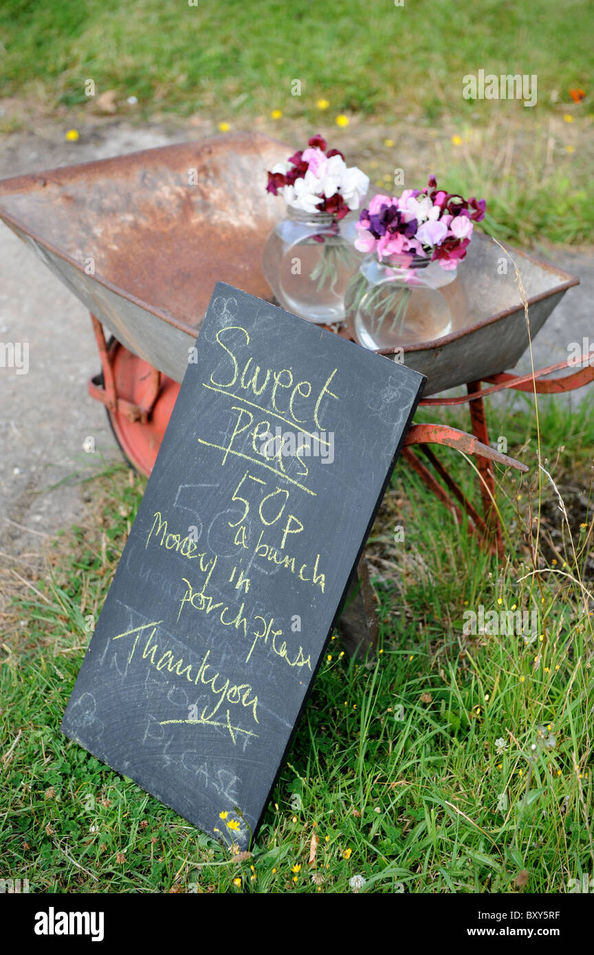 I grappoli di piselli dolci in vendita al di fuori di un smallholding Dorset Regno Unito Foto Stock