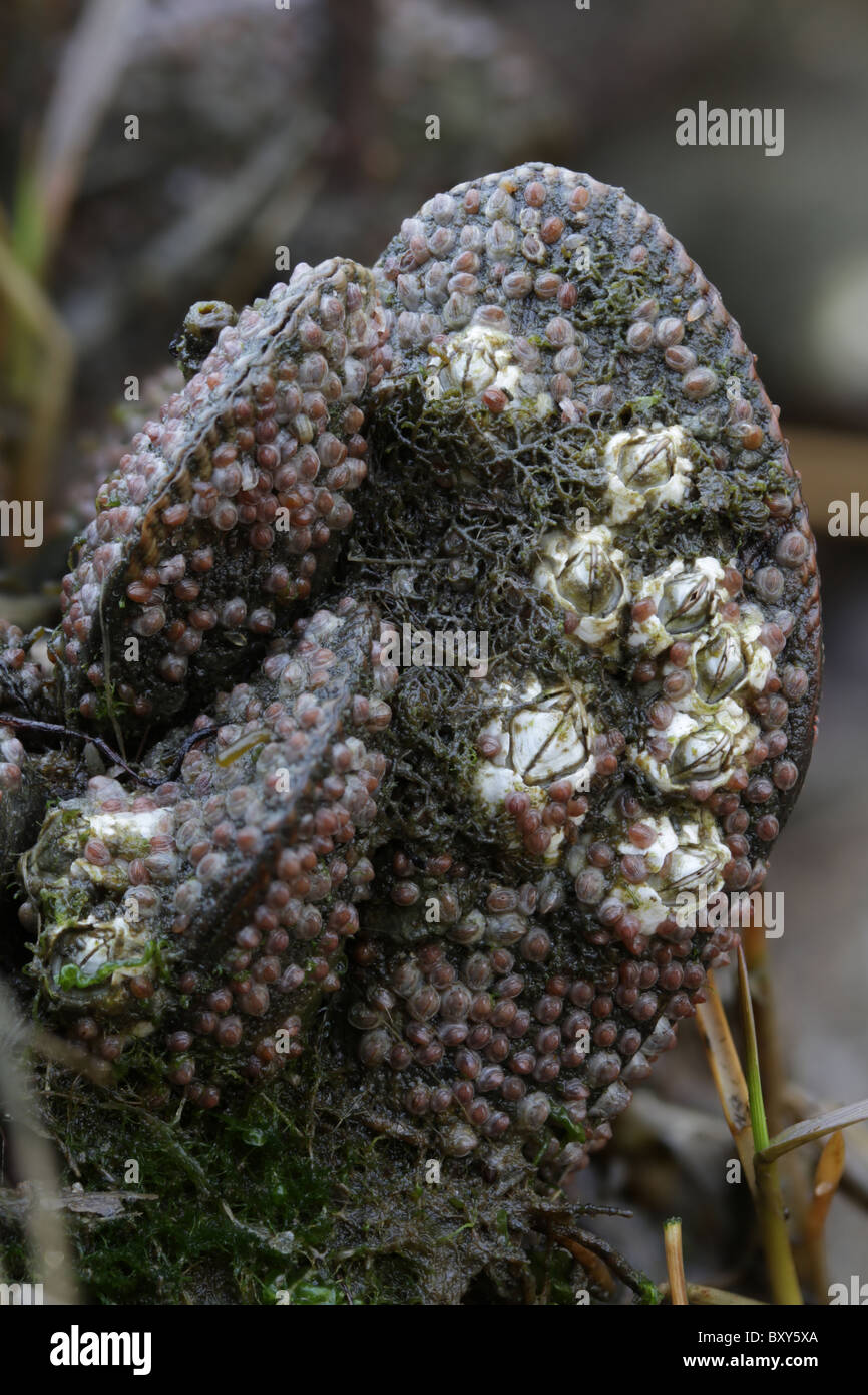 Cozze nervata (Geukensia demissa) con il giovane e maturo cirripedi (Semibalanus balanoides) in una palude salata. Foto Stock
