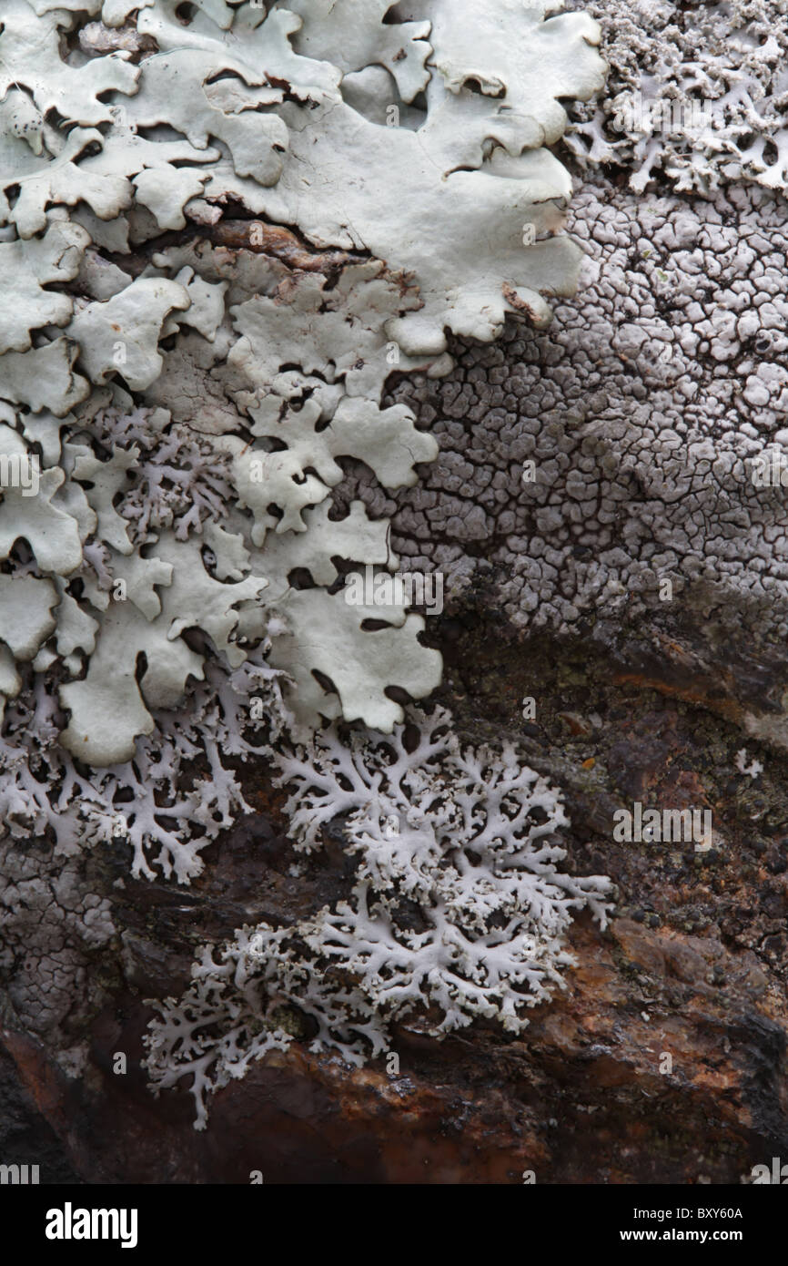 E Foliose crustose licheni crescono su una roccia da Long Island Sound. Foto Stock