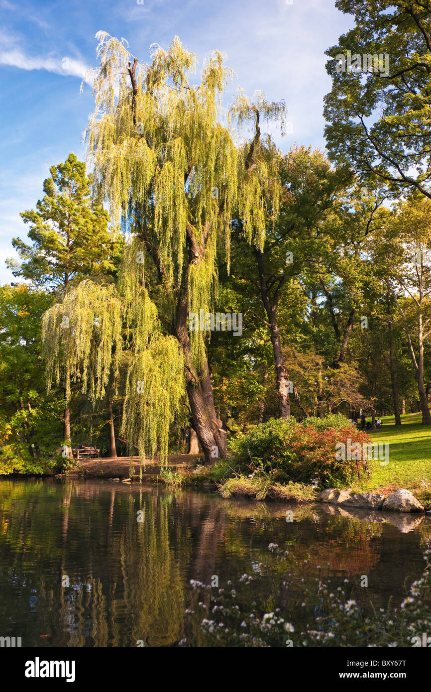 Willow Tree al Central Park di New York Foto Stock