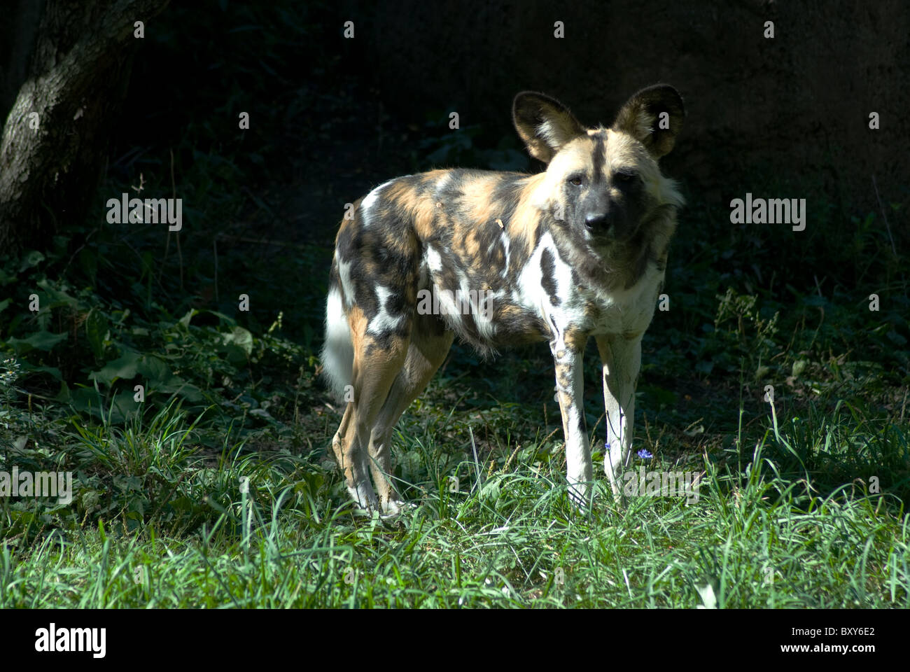 African Wild Dog Lycaon pictus; Brookfield Zoo Chicago Illinois USA Foto Stock