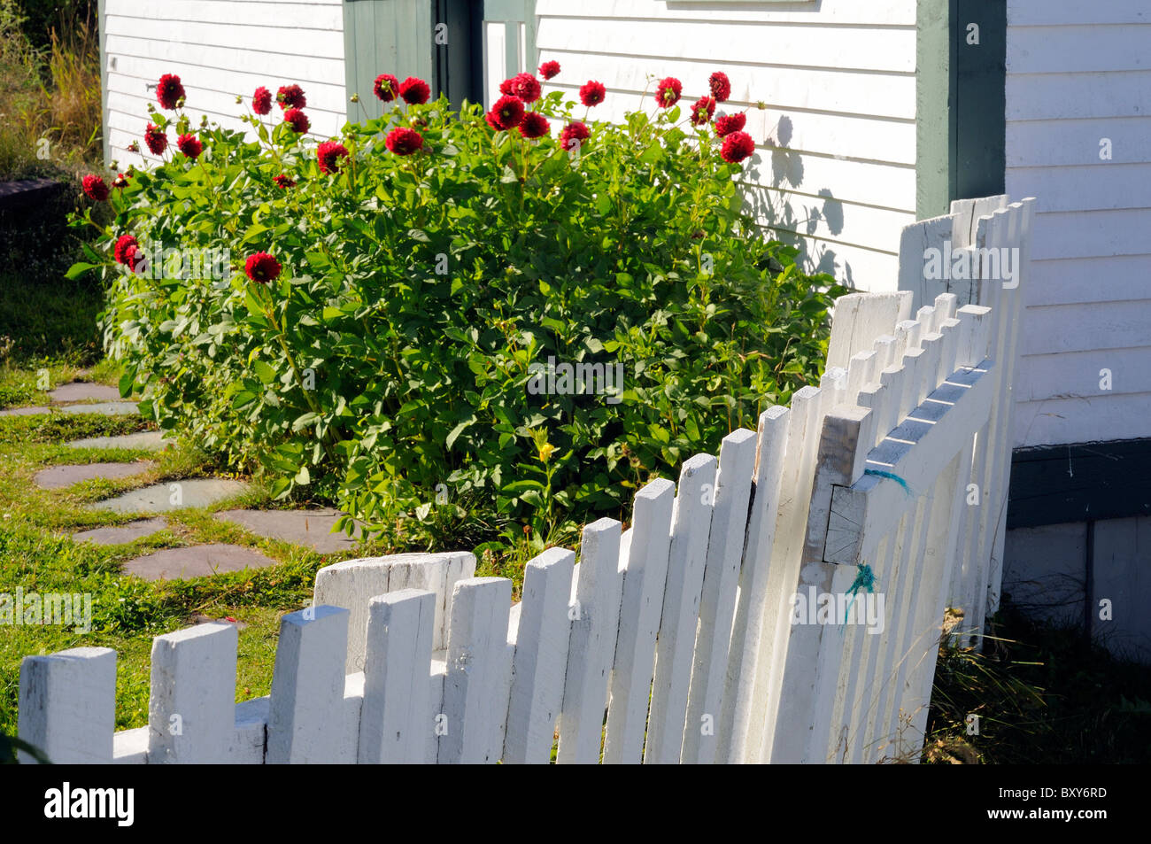 Rosso dei fiori in un giardino cottage con White Picket Fence Foto Stock