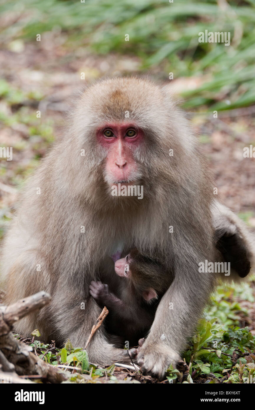 Macaque giapponese (Macaca fuscata) madre e giovani nei pressi di Kamikochi in primavera. Foto Stock