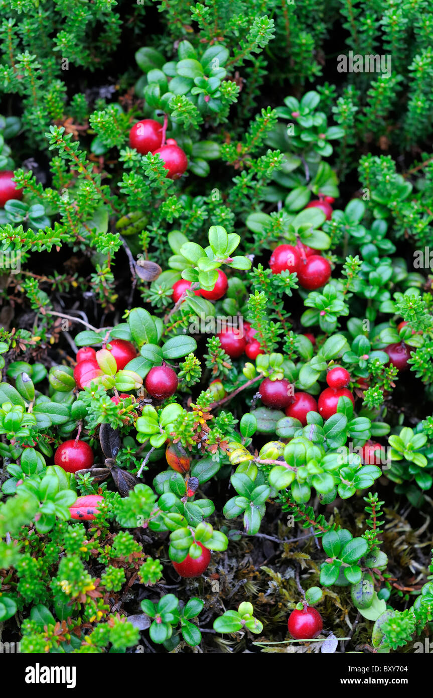 Wild Partridgeberry (Vaccinium vitis-idaea) crescente in Terranova in Canada Foto Stock