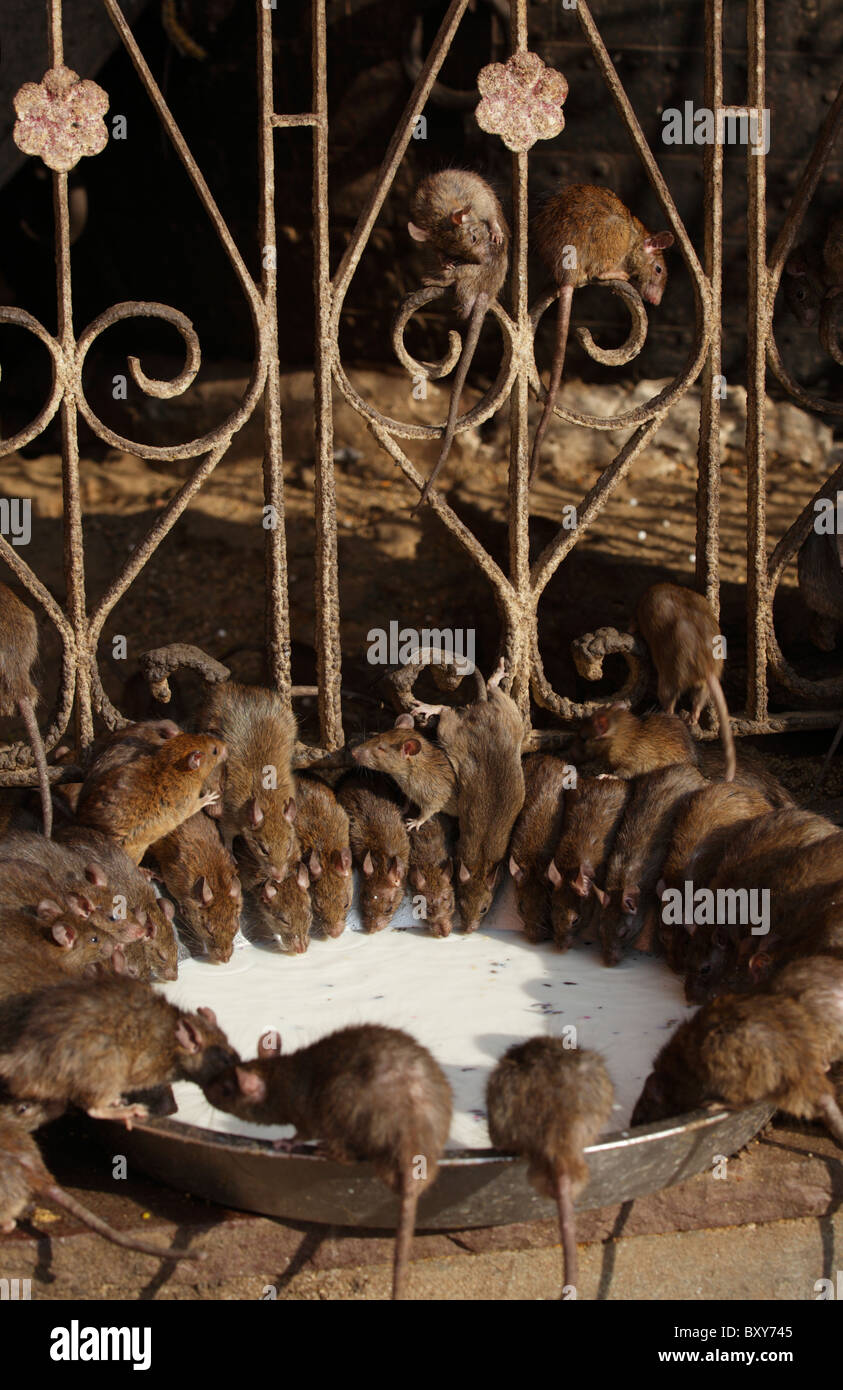 Ratti bere latte all'interno del Karni Mata Temple di Deshnoke, Bikaner, Rajasthan, India Foto Stock