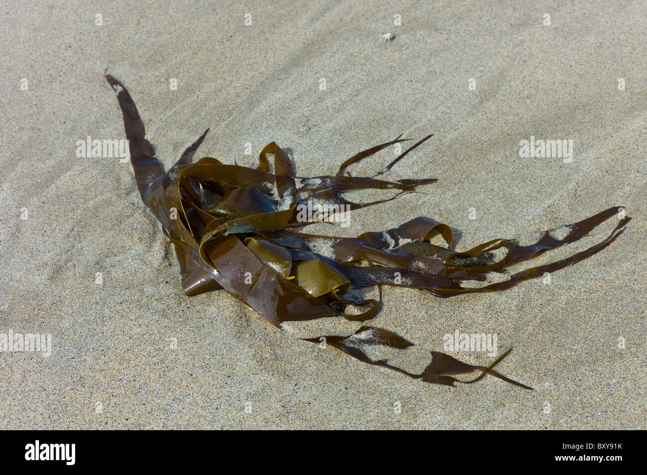 Le alghe sulla spiaggia sabbiosa a Spanish Point, County Clare, costa Ovest dell Irlanda Foto Stock