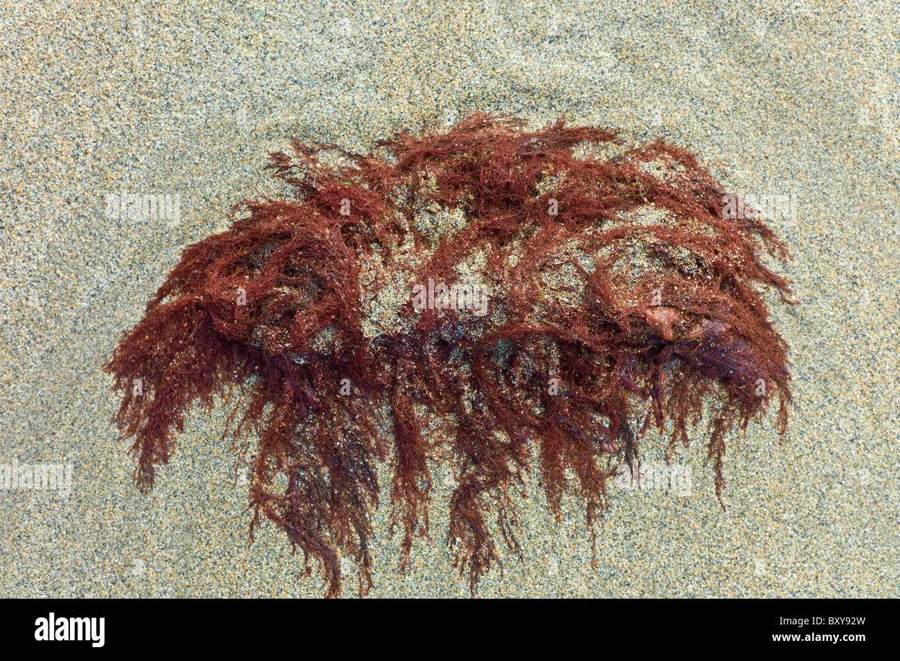 Alga Rossa sulla spiaggia sabbiosa a Spanish Point, County Clare, costa Ovest dell Irlanda Foto Stock