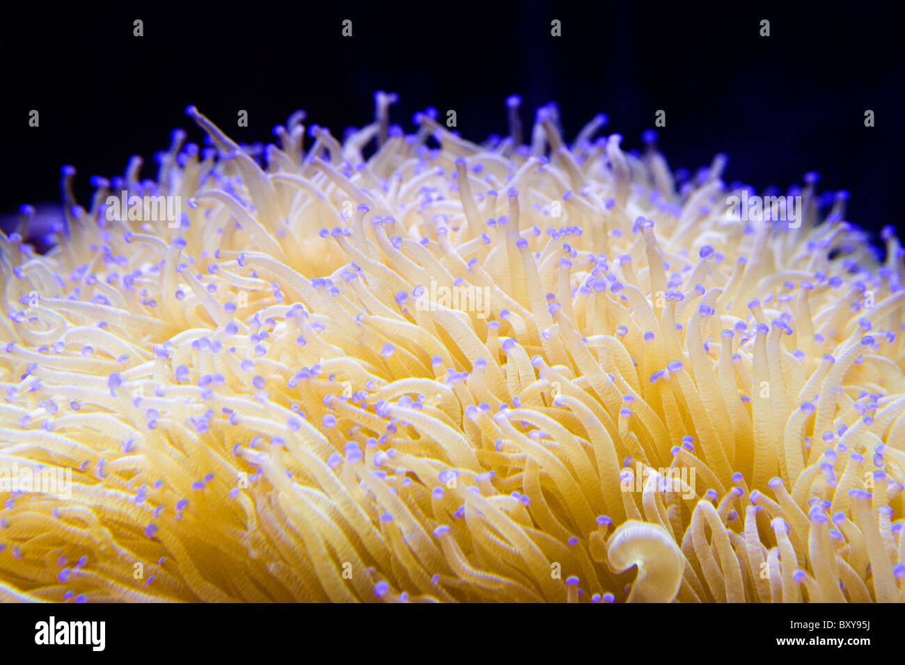 Anemone marittimo dettaglio Foto Stock