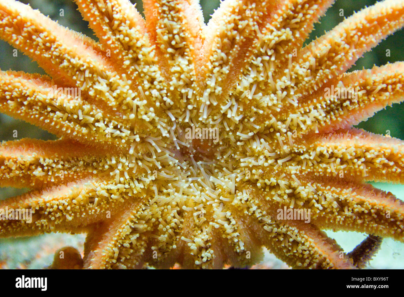 Sun Starfish dettaglio Foto Stock