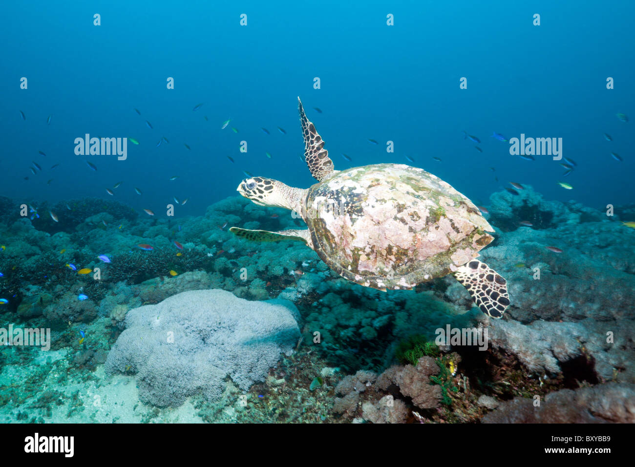 Tartaruga embricata, Eretmochelys imbricata, Candidasa, Bali, Indonesia Foto Stock