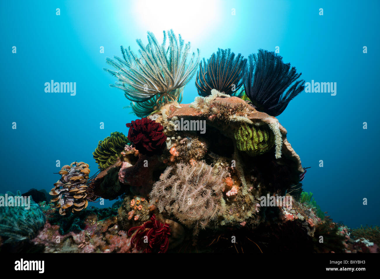 Coral Reef, Candidasa, Bali, Indonesia Foto Stock