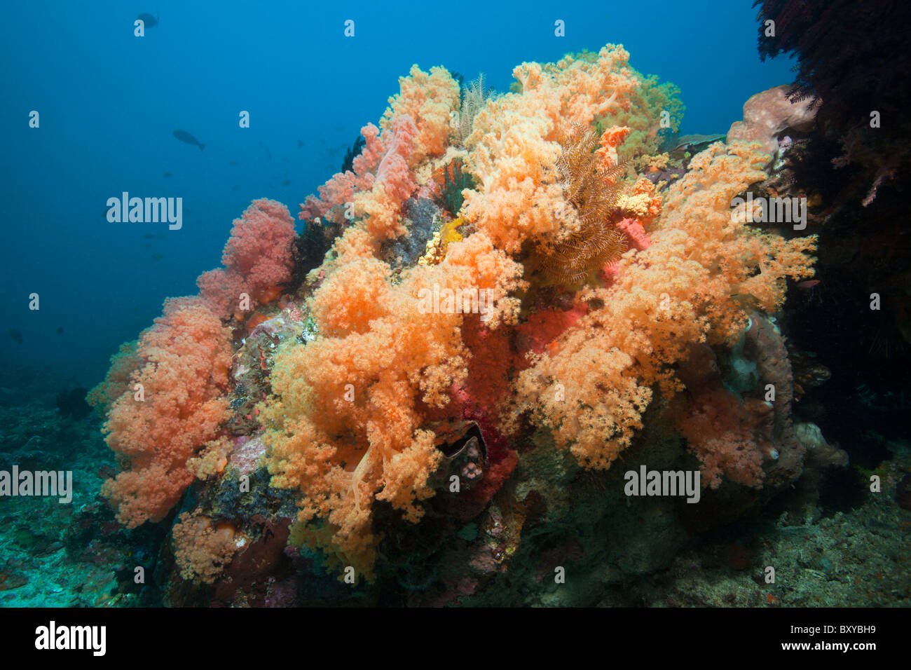 Colorati coralli molli, Dendronephthya sp., Candidasa, Bali, Indonesia Foto Stock