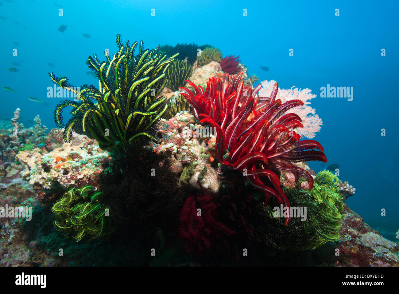 Crinoidi in Coral Reef, Candidasa, Bali, Indonesia Foto Stock