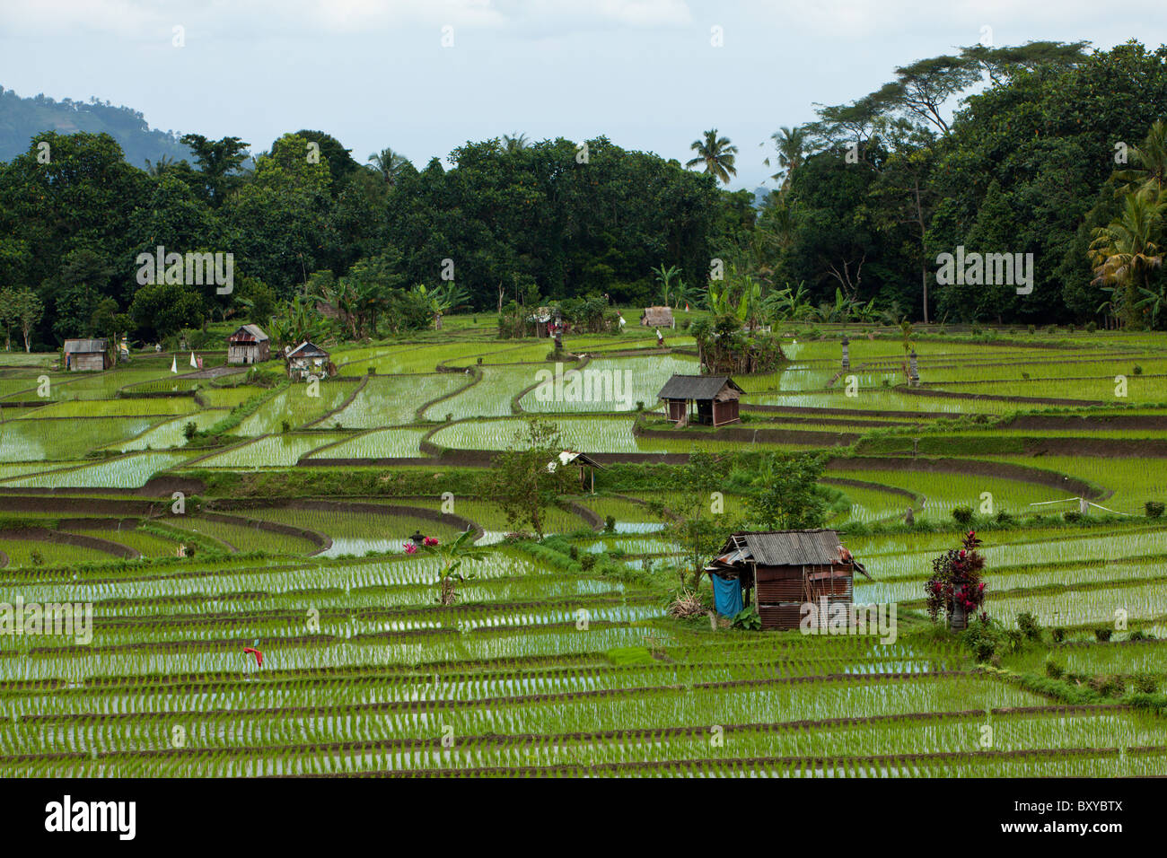 Ricefields a Bali, Oryza, Bali, Indonesia Foto Stock