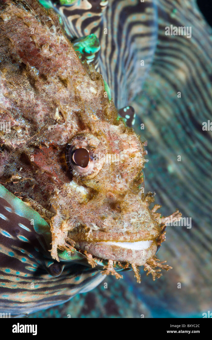 Tassled scorfani, Scorpaenopsis oxycephalus, Alam Batu, Bali, Indonesia Foto Stock