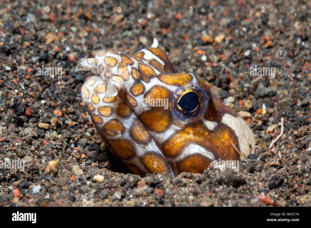 Napoleone Snake Anguilla, Ophichthus bonaparti, Alam Batu, Bali, Indonesia Foto Stock