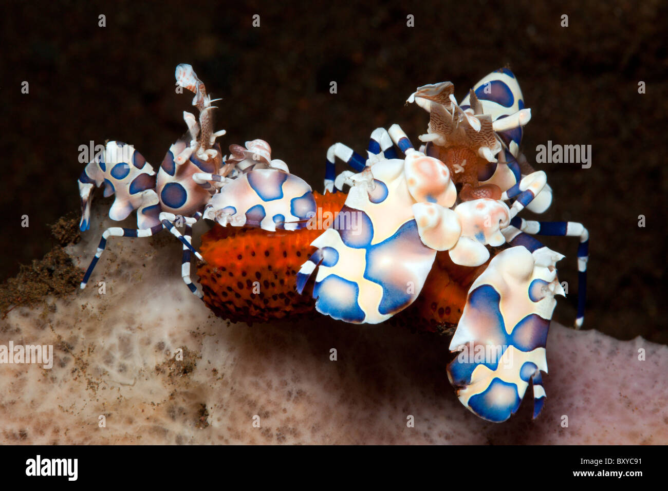 Coppia di gamberi Harlekin alimentazione sulle stelle marine, Hymenoceras elegans, Seraya, Bali, Indonesia Foto Stock