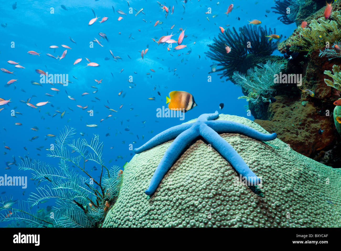 Stella blu su Coral, Linckia laevigata, Alam Batu, Bali, Indonesia Foto Stock