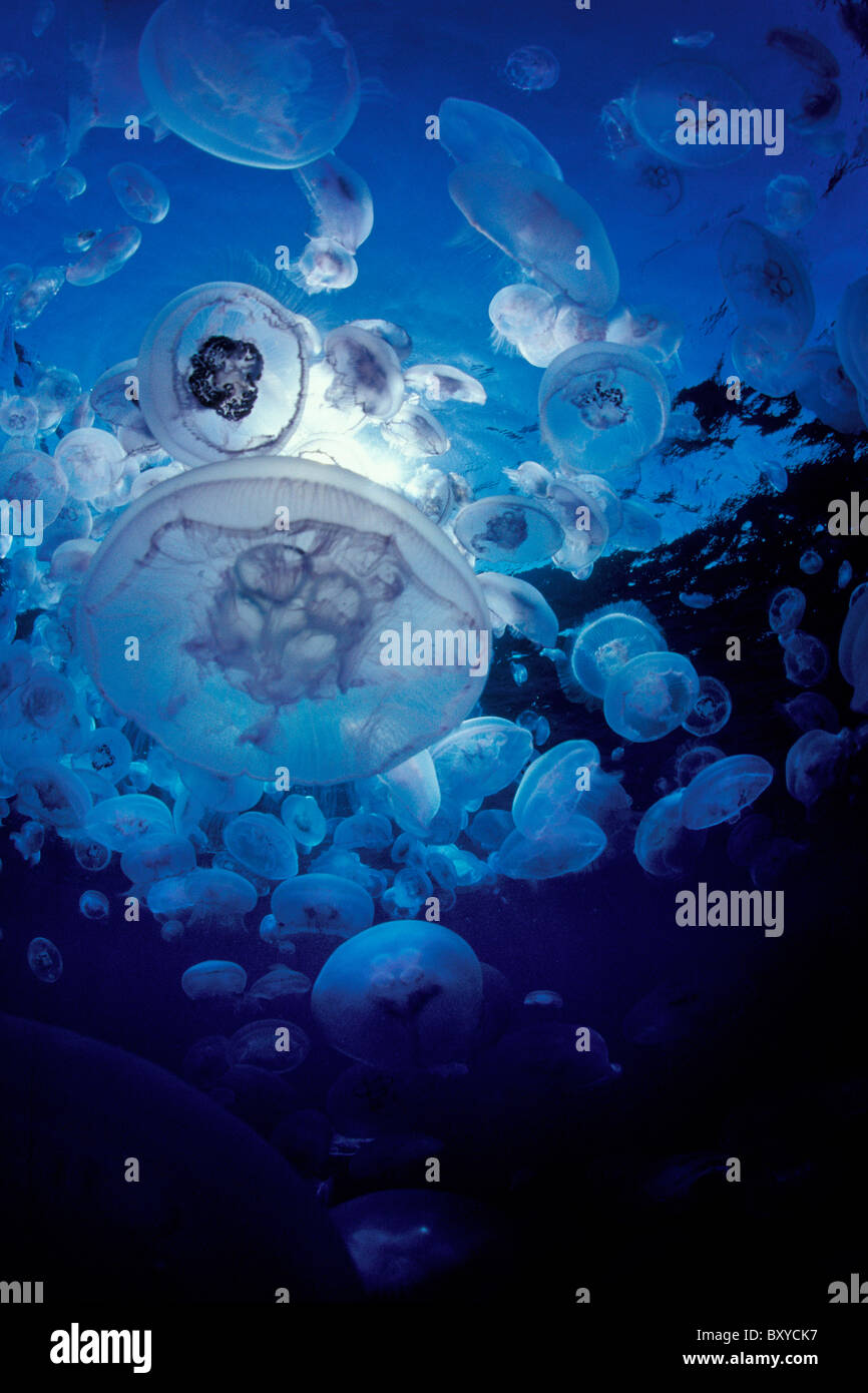 Accumulo di meduse, Aurelia aurita, Marsa Alam, Mar Rosso, Egitto Foto Stock