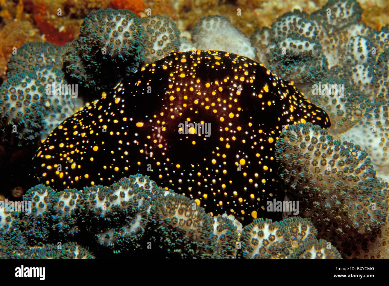 Lumaca Ovolid su Coral, Ovula ovum, dell'Oceano Indiano, Mozambico Foto Stock