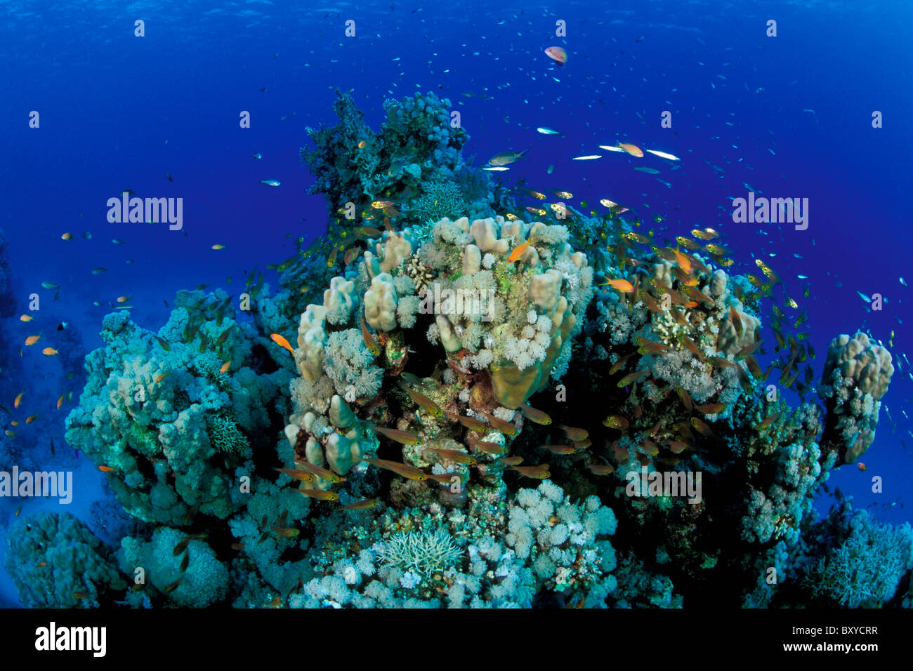 Coral Reef, Marsa Alam, Mar Rosso, Egitto Foto Stock