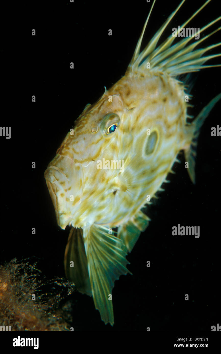 John Dory Pesce, Zeus faber, Vis, Dalmazia, Mare Adriatico, Croazia Foto Stock