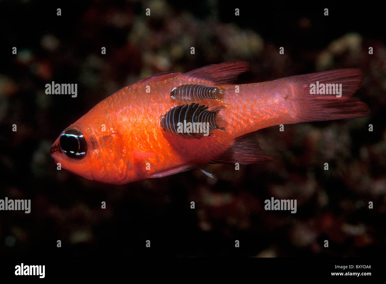 Isopod sul Mediterraneo, Cardinalfish Nerocila sp., Apogon imberbis, Vis, Dalmazia, Mare Adriatico, Croazia Foto Stock