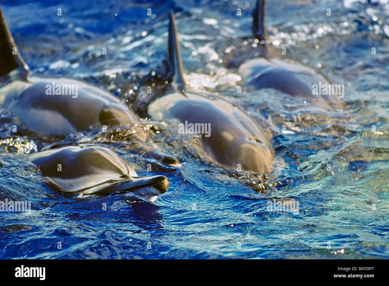 Gruppo di Spinner il Delfino Stenella longirostris longirostris, Big Island, Hawaii, STATI UNITI D'AMERICA Foto Stock