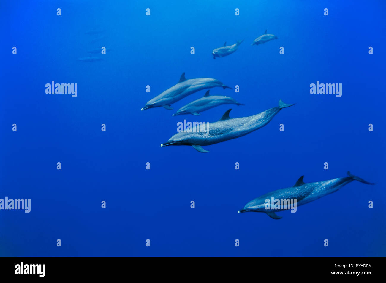 Gruppo di delfino macchiato Stenella attenuata, Big Island, Hawaii, STATI UNITI D'AMERICA Foto Stock