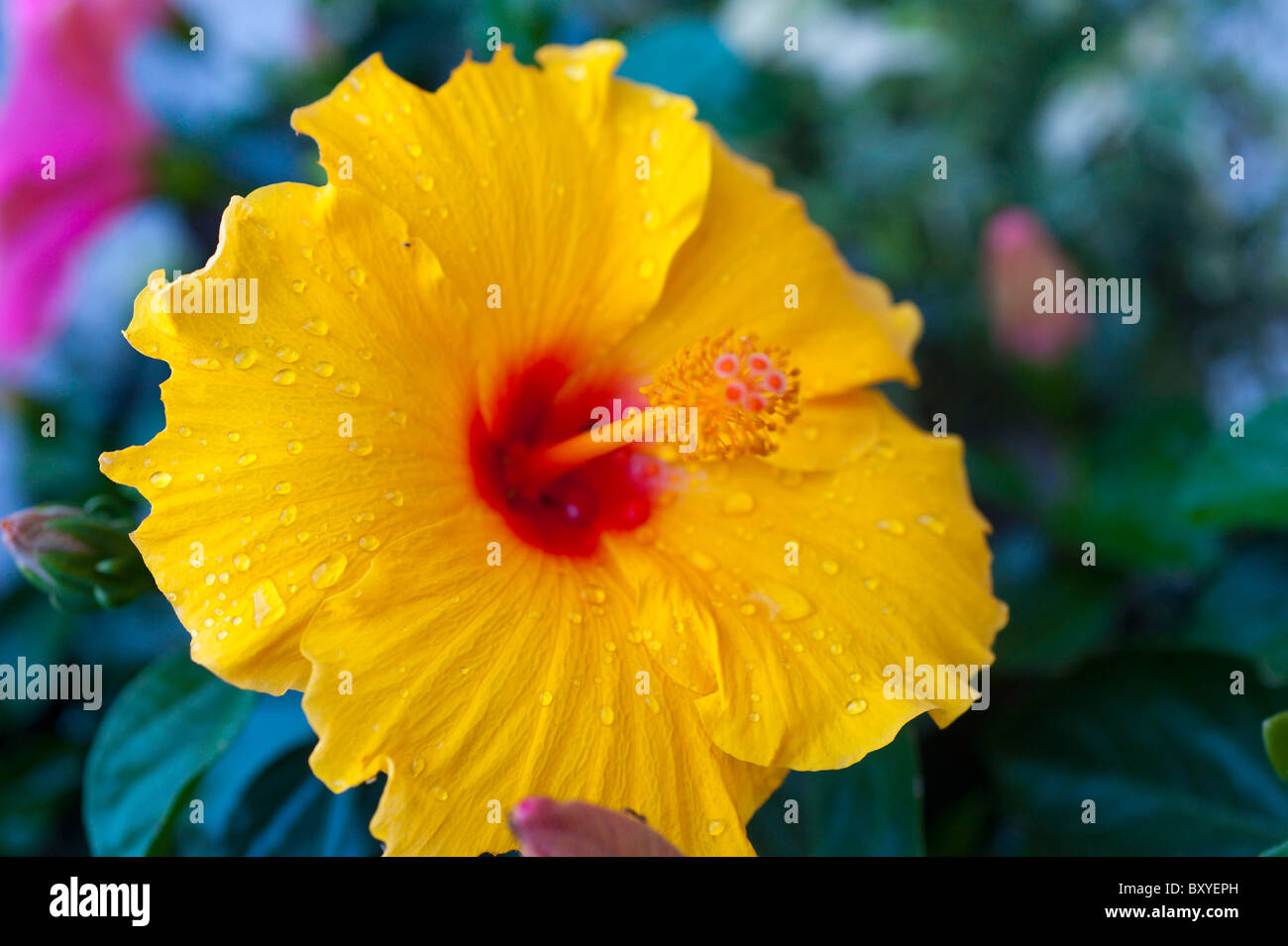 Il giallo dei fiori di ibisco con gocce di pioggia Foto Stock