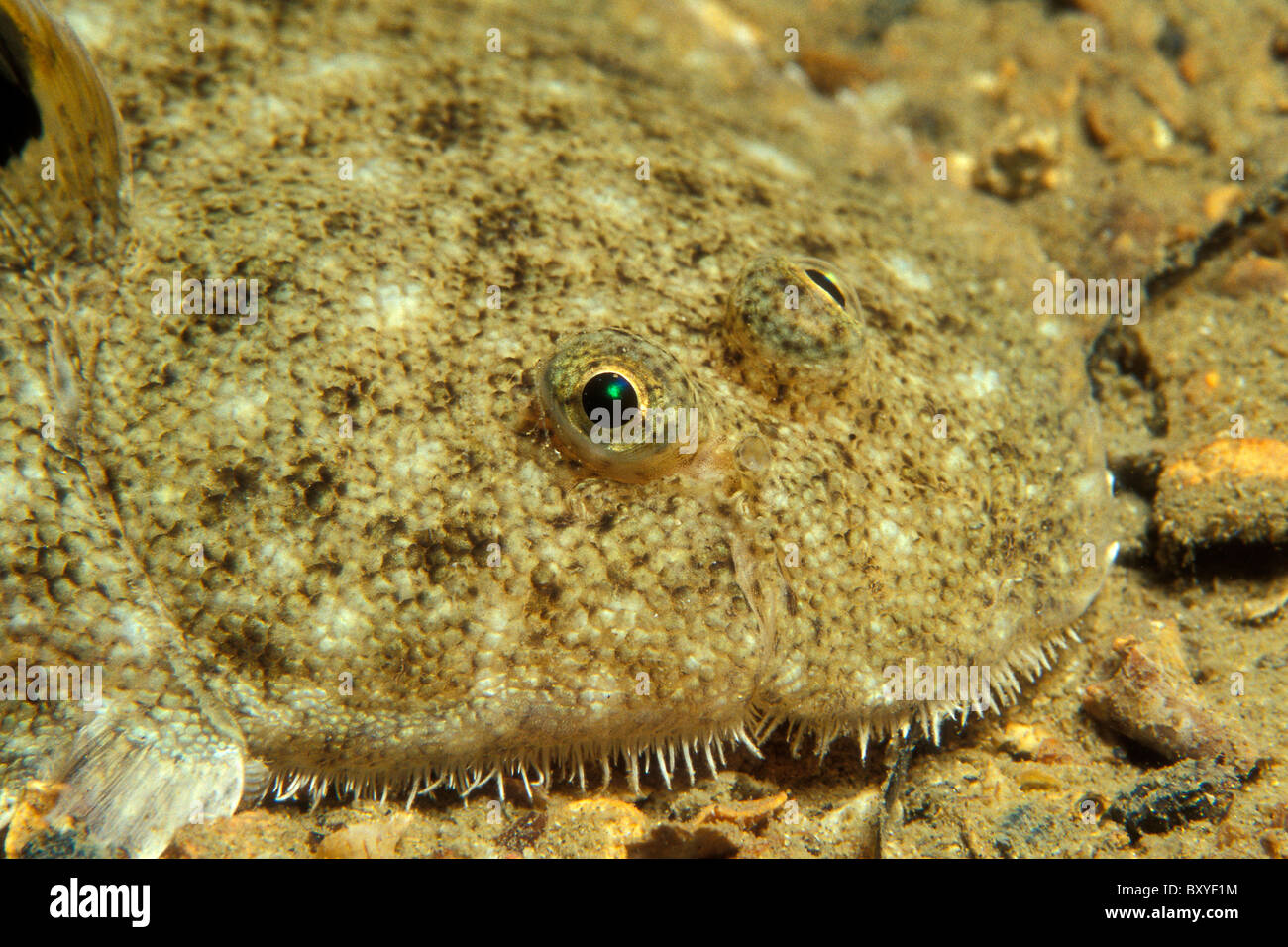 Ritratto di sogliola, Solea solea Korcula Dalmazia, Mare Adriatico, Croazia Foto Stock
