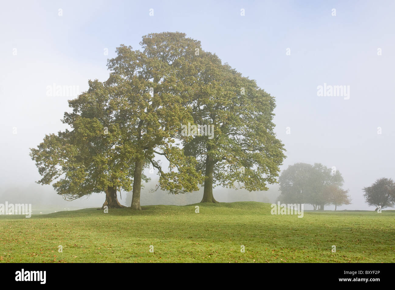 Intrico di alberi in una nebbiosa mattina vicino a Coniston, Cumbria. Foto Stock