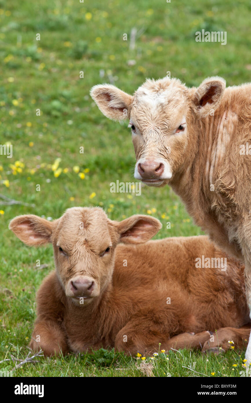 I giovani vitelli marrone in buttercup meadow, County Clare, Irlanda occidentale Foto Stock