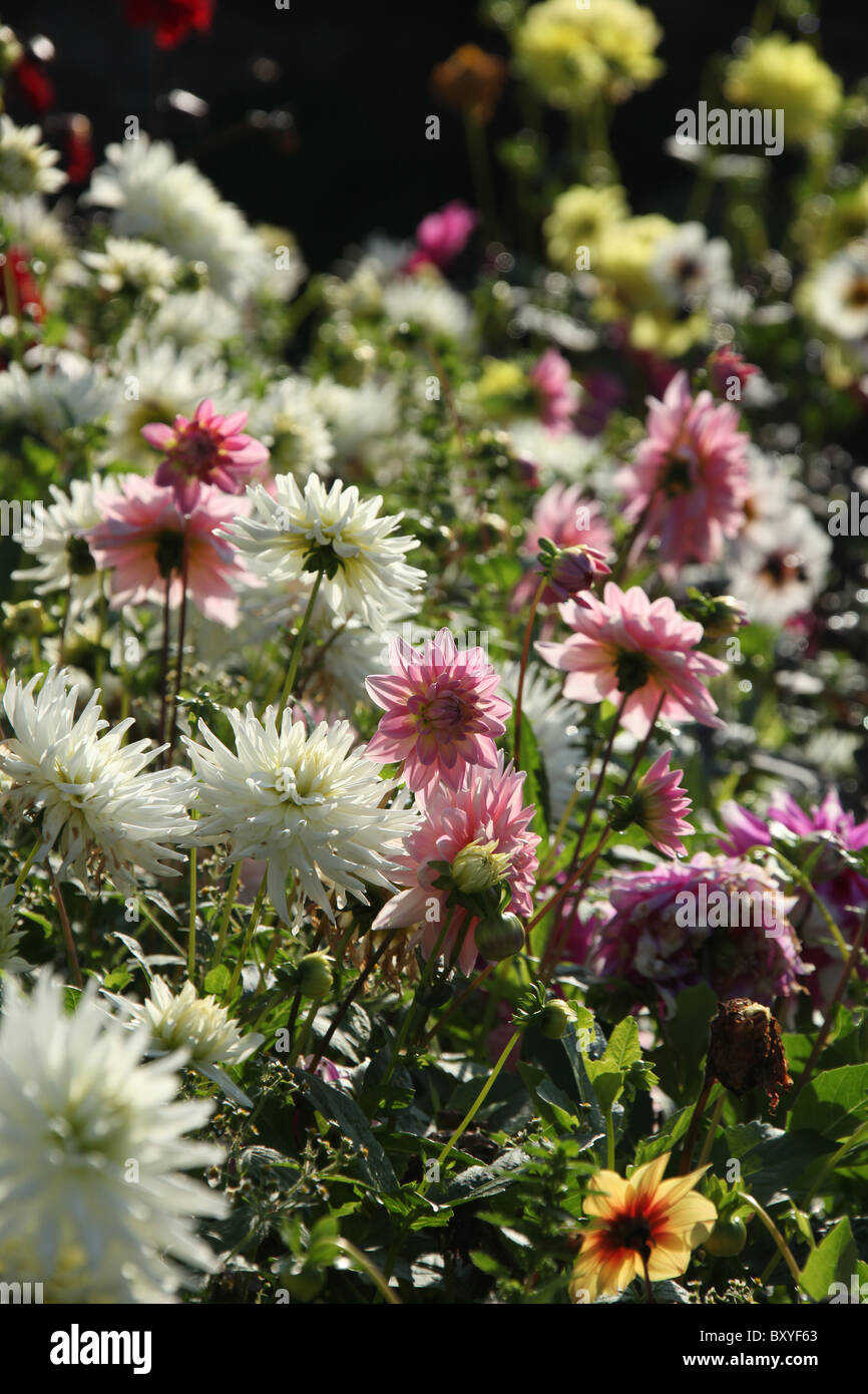 Arley Hall & Gardens, Inghilterra. Inizio Veduta autunnale di colore rosa e bianco dalie in piena fioritura in Arley Hall con la frontiera erbacee. Foto Stock