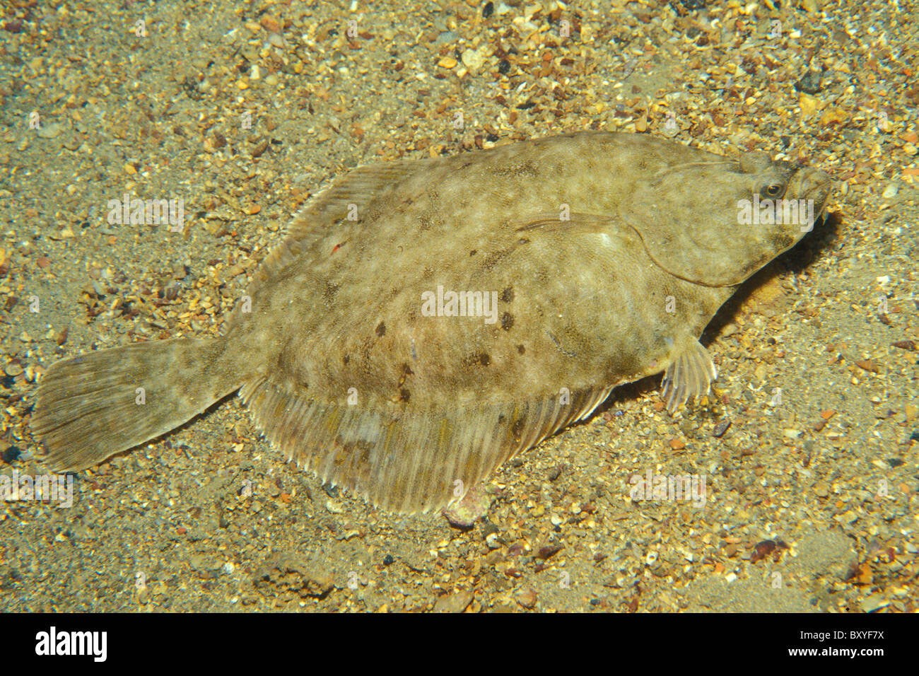 La passera pianuzza, pirano, Mare Adriatico, Slovenia Foto Stock