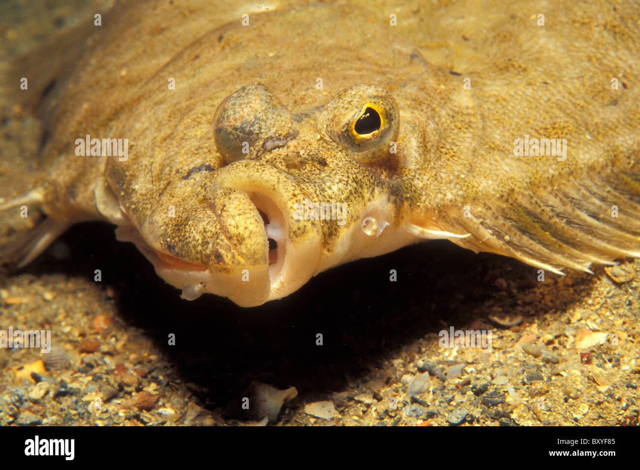 La passera pianuzza, pirano, Mare Adriatico, Slovenia Foto Stock