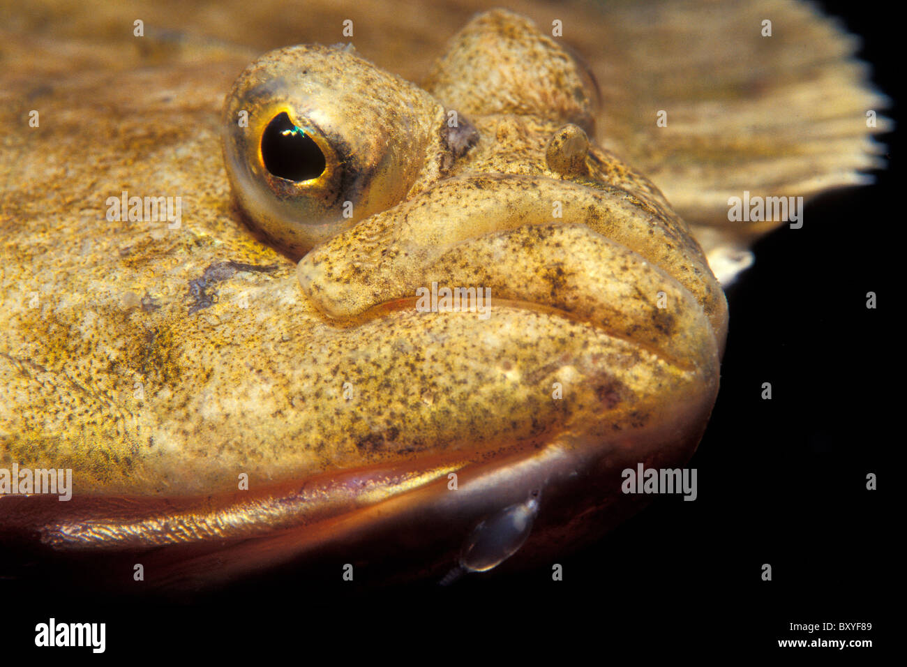 La Passera pianuzza ritratto, pirano, Mare Adriatico, Slovenia Foto Stock