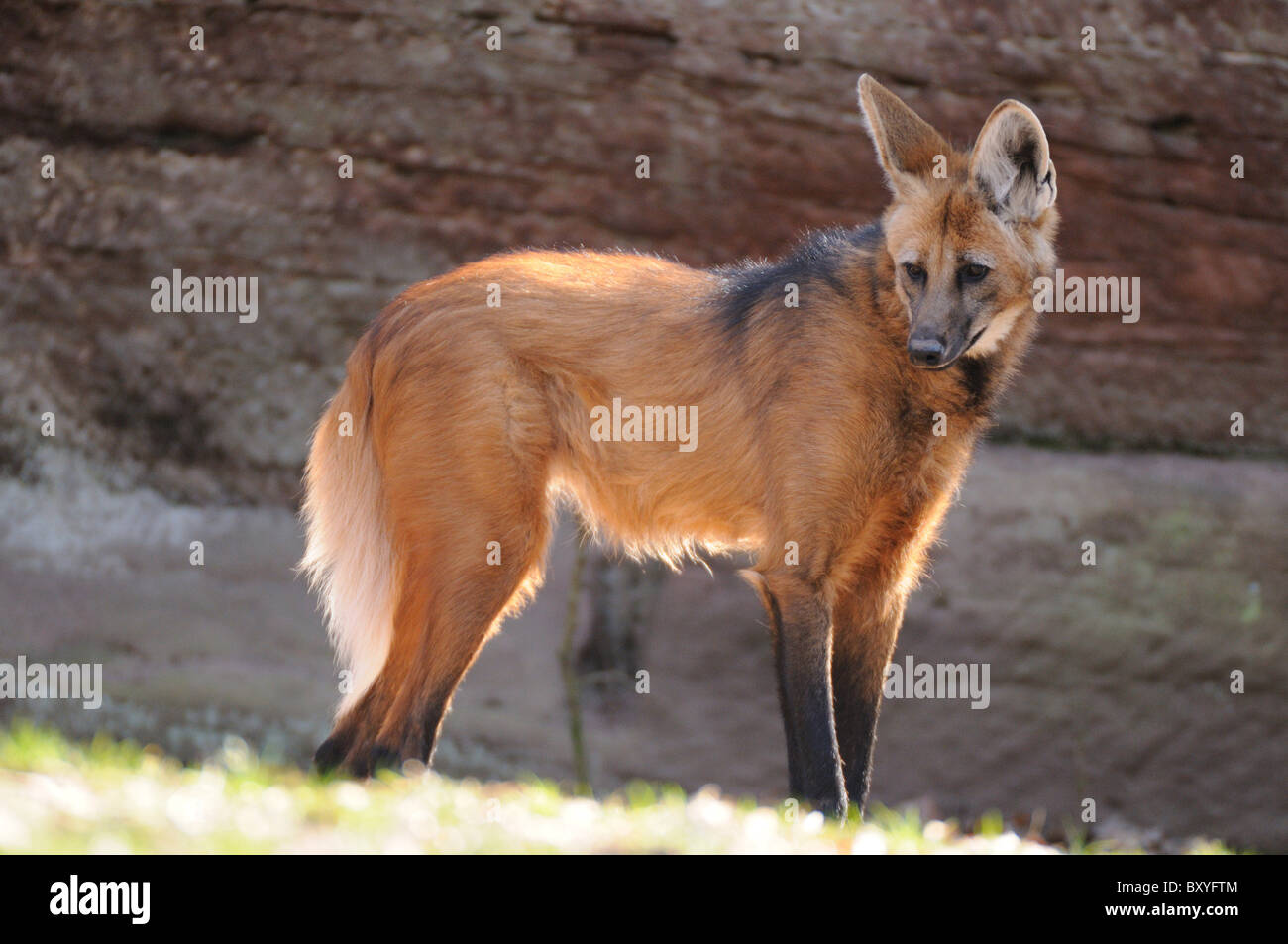 crisocione Foto Stock