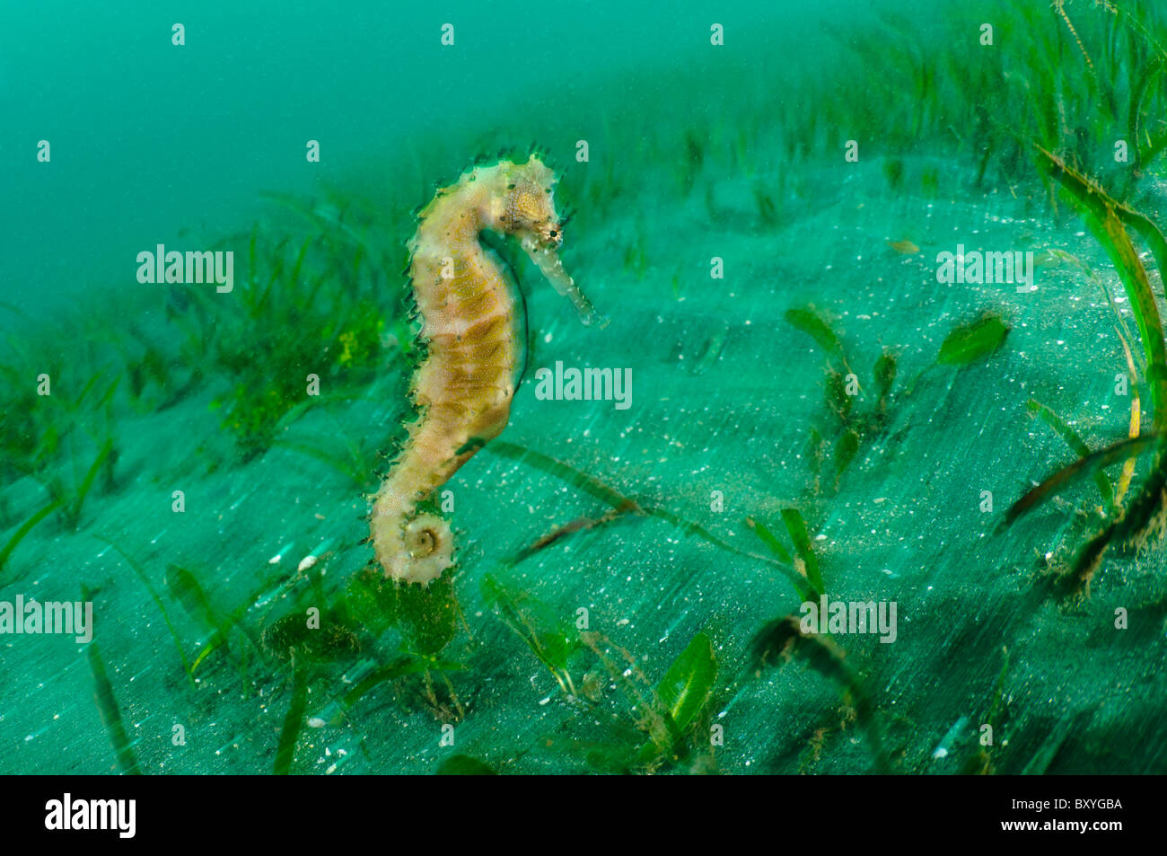 Cavalluccio marino spinoso in erba di anguilla, Manado, Sulawesi, Indonesia. Foto Stock