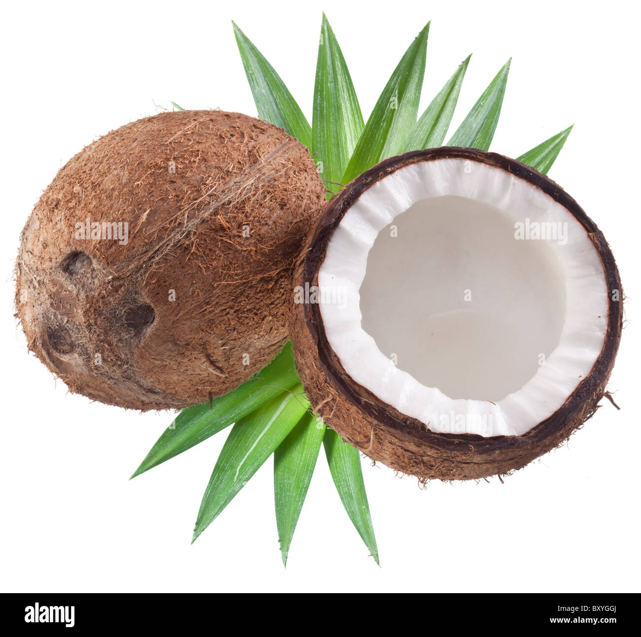 Foto di alta qualità e di noci di cocco su uno sfondo bianco. Foto Stock