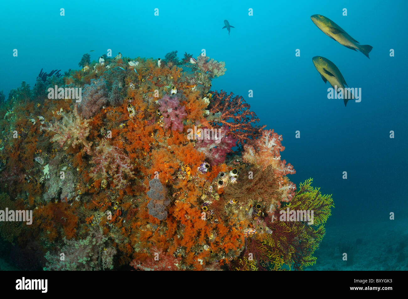 Coralli molli sul blocco di corallo, Dendronephthya sp., Raja Ampat, Papua occidentale, in Indonesia Foto Stock