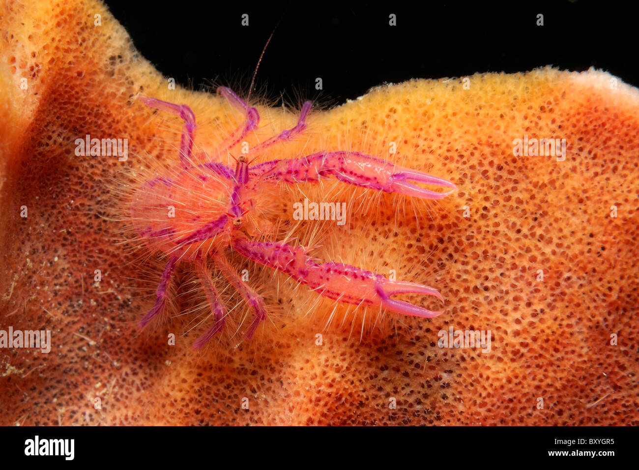 Spugna pelose Squat Lobster, Lauriea siagiani Raja Ampat, Papua occidentale, in Indonesia Foto Stock