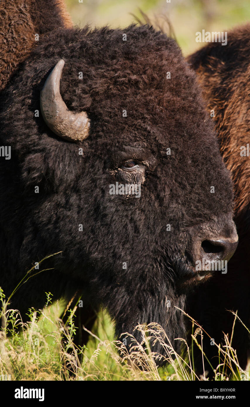 I bisonti americani (Bison bison) nel Custer State Park, headshot Foto Stock I bisonti americani (Bison bison) nel Custer State Park, headshot Foto Stock