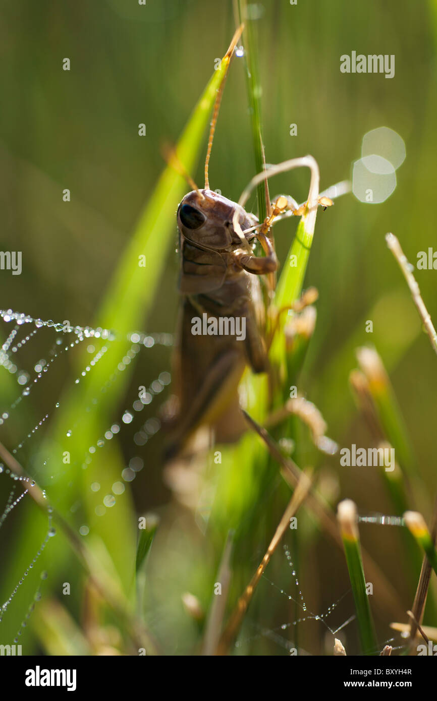 Grasshopper sulla lama di erba Foto Stock