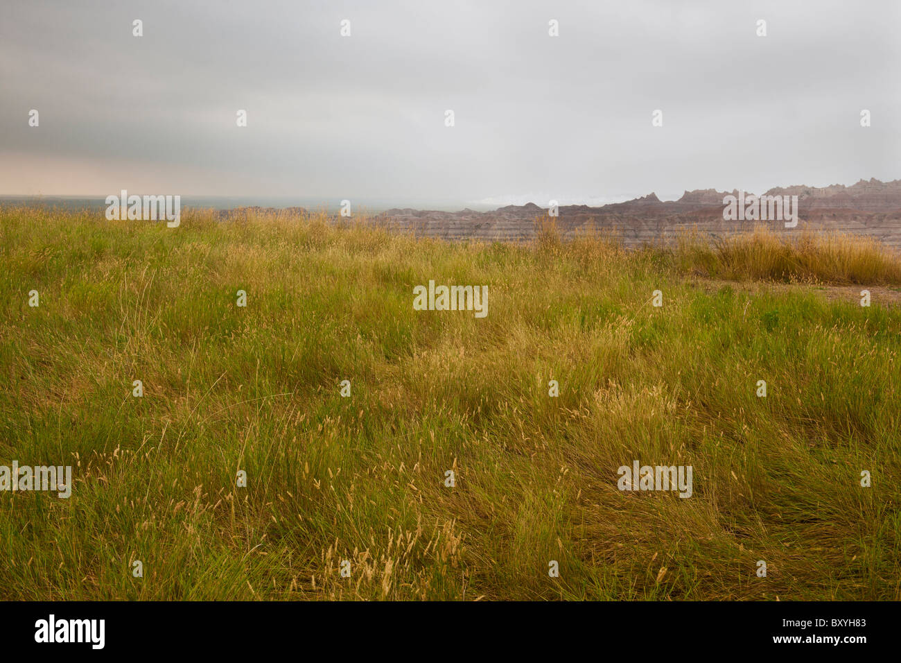 Nuvole temporalesche su erba della prateria Foto Stock