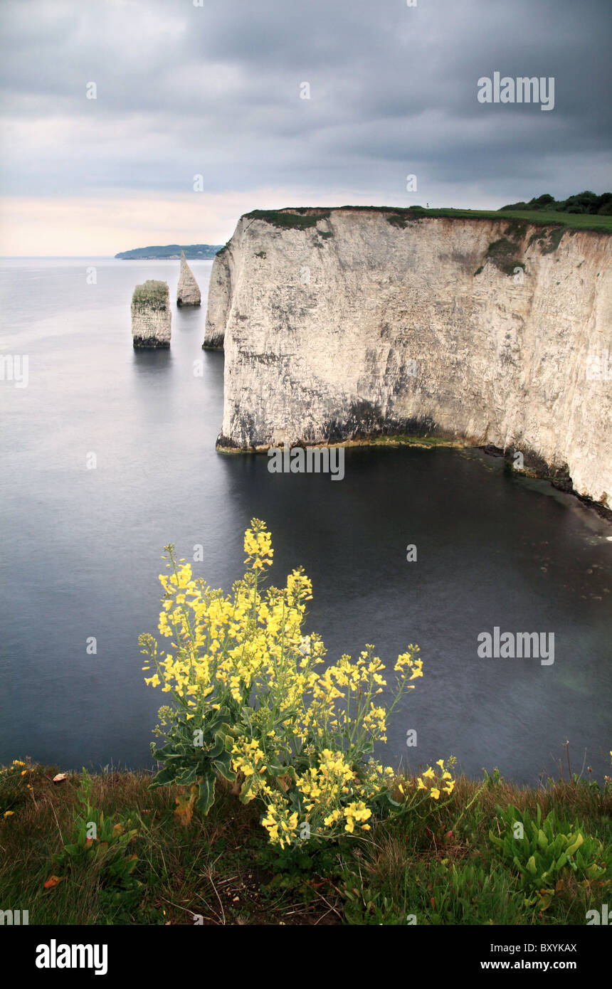 Old Harry Rocks e fiori selvatici giallo - alcuni dei luoghi più belli in Dorset Jurassic Coast. Foto Stock