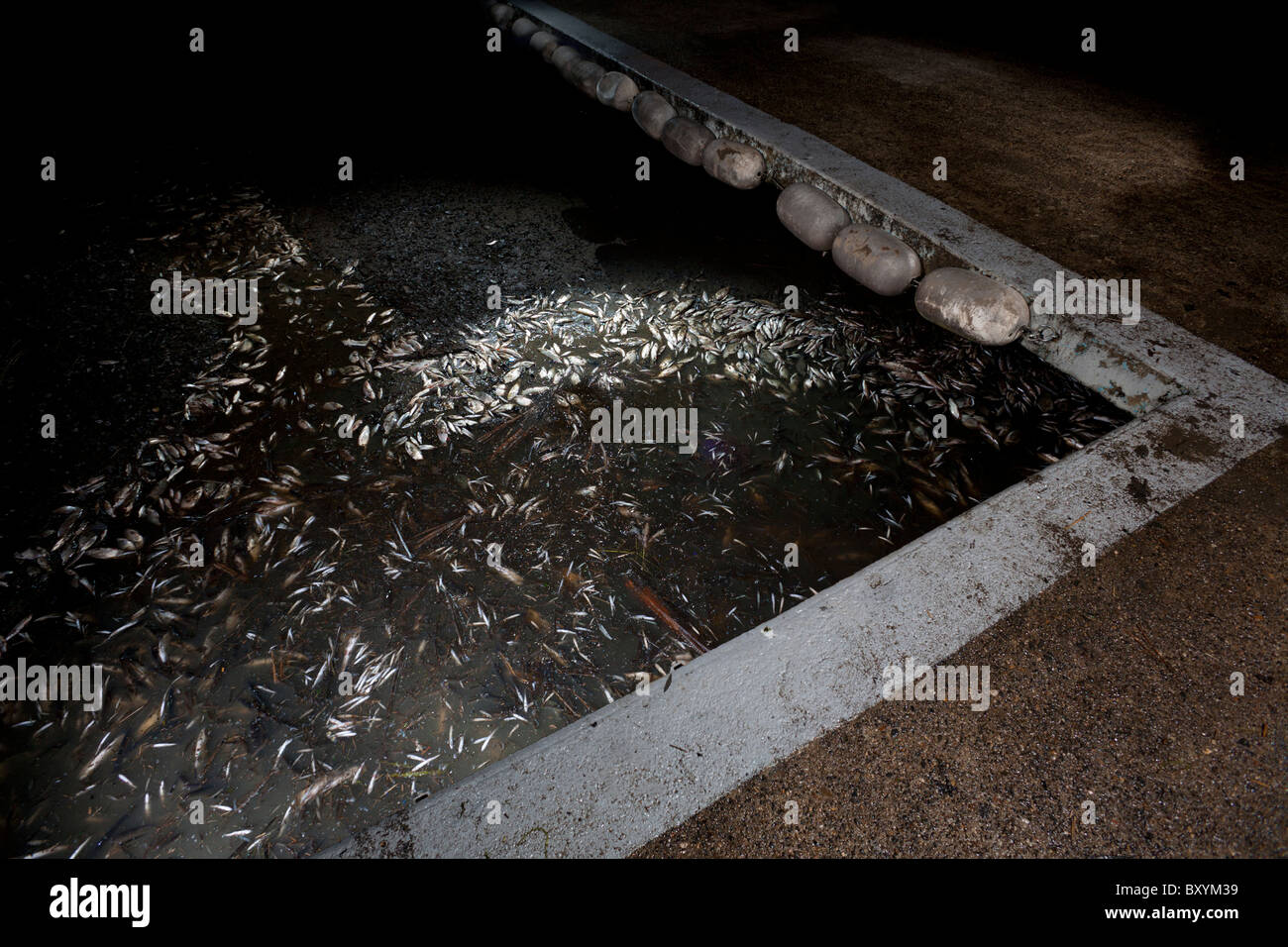 A Vichy, pesci catturati durante il lago Allier lo svuotamento (Francia). A Vichy, poissons piégés lors de la vidange du Lac d'Allier. Foto Stock