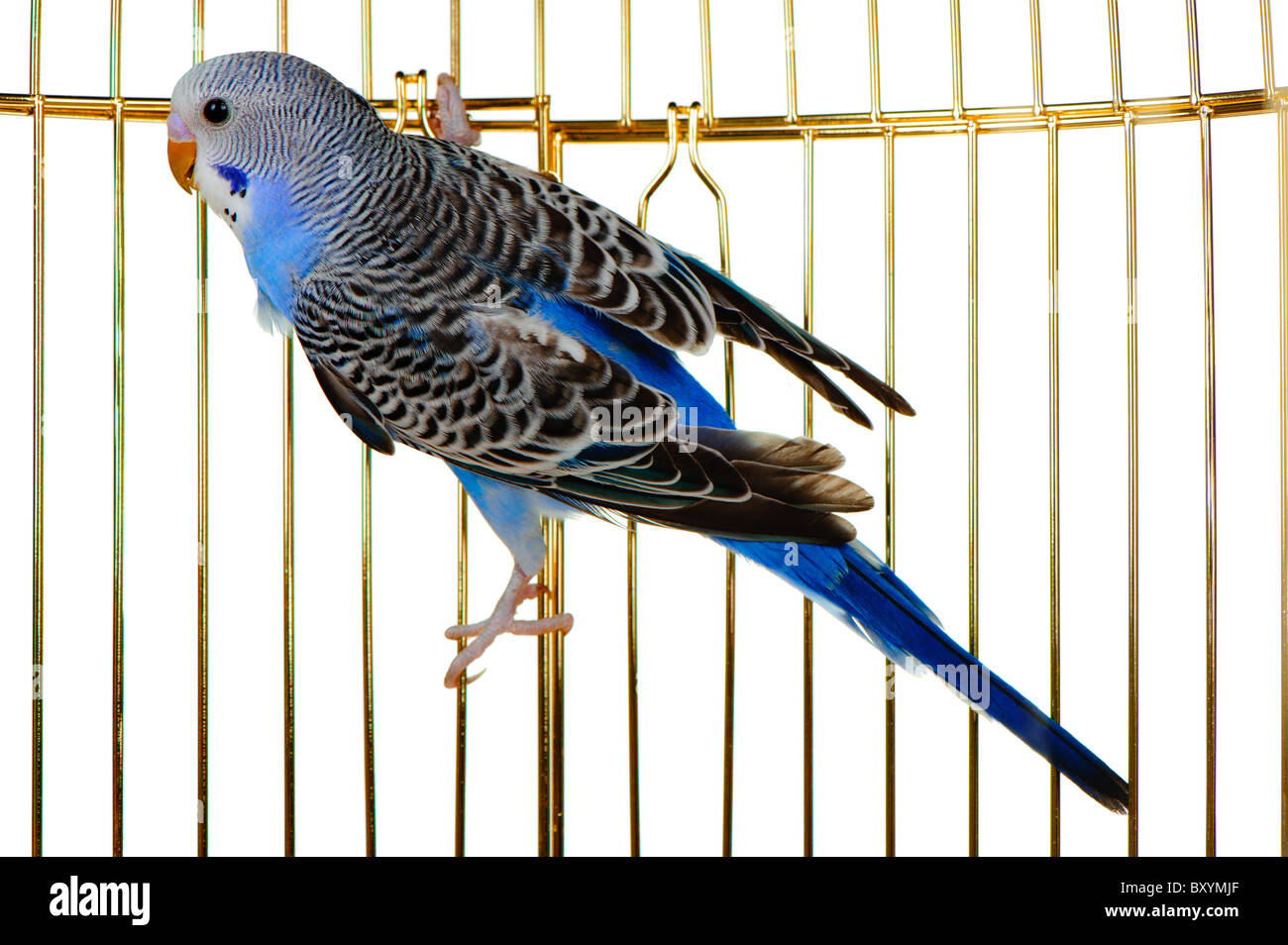 Parrot su un traliccio gabbia. Essa è isolata su uno sfondo bianco. Foto Stock