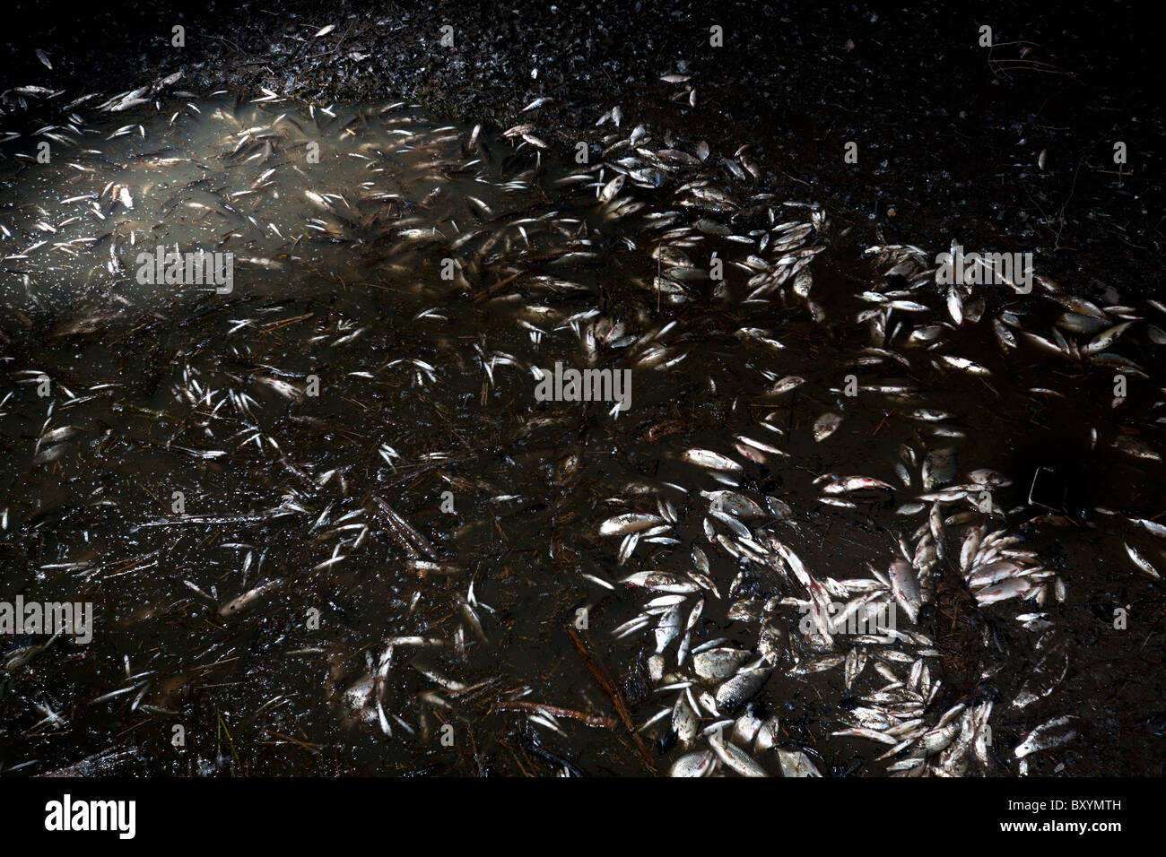 A Vichy, pesci catturati durante il lago Allier lo svuotamento (Francia). A Vichy, poissons piégés lors de la vidange du Lac d'Allier. Foto Stock