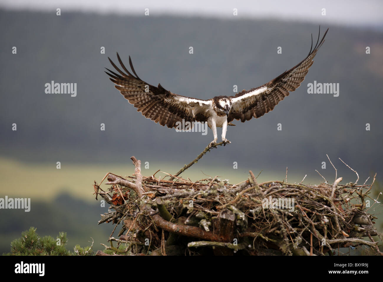 Osprey, Pandion haliaetus, portando stick di nidificare in Inverness-shire Foto Stock